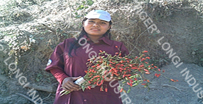 longi mirch supplier