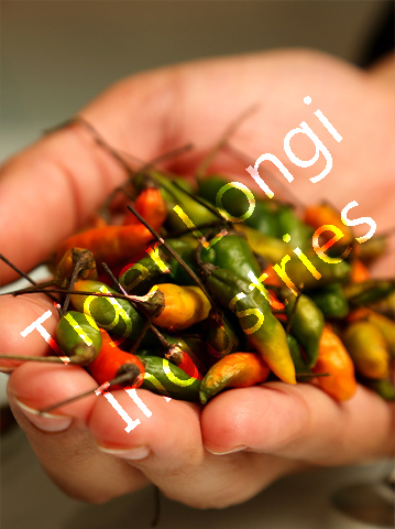 red chilli powder exporters in india