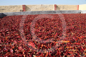 red-chilli-powder-suppliers